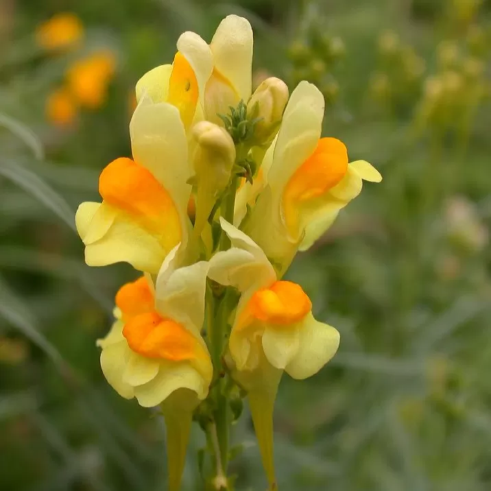 Linaria Çiçeği Tohumu
