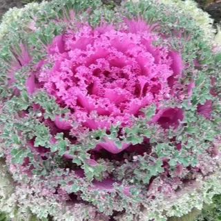 Süs Lahanası Çiçeği