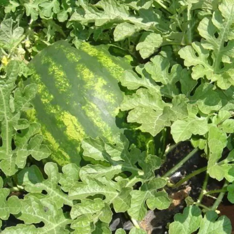 Karpuz Tohumları