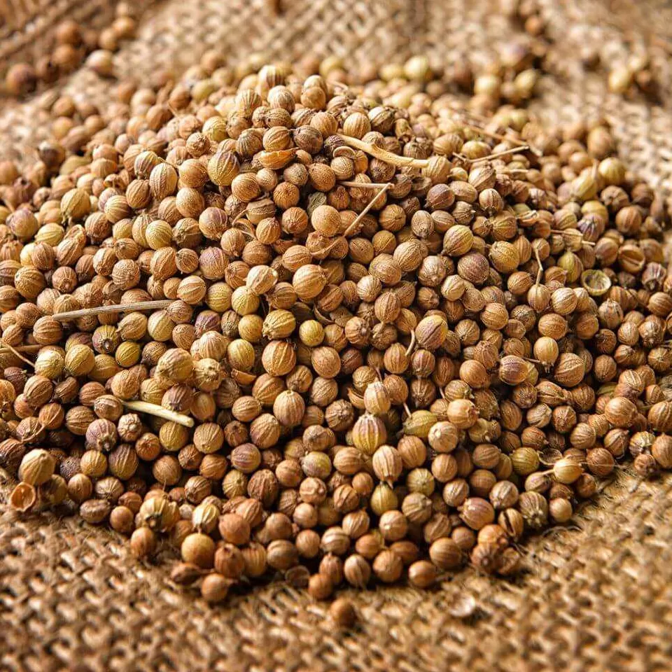 Kişniş(Aşotu) Tohumları